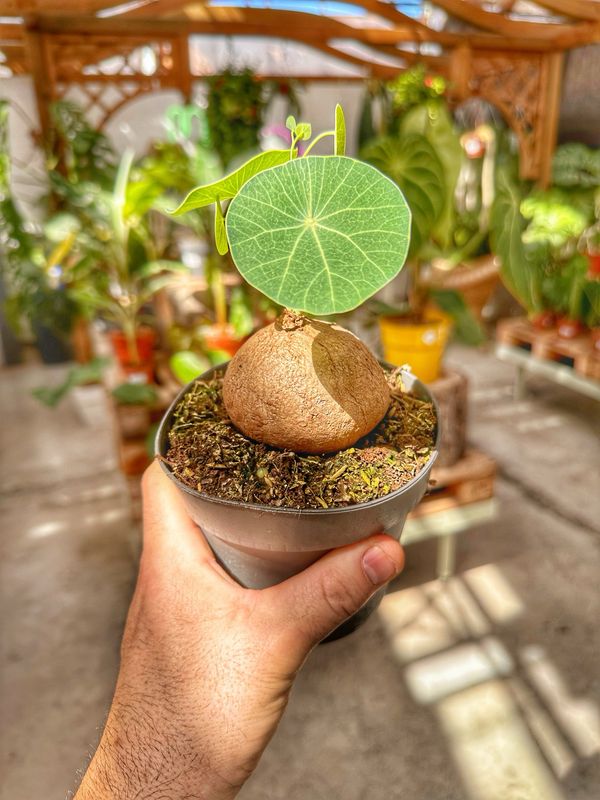 Stephania erecta vaso cm 12