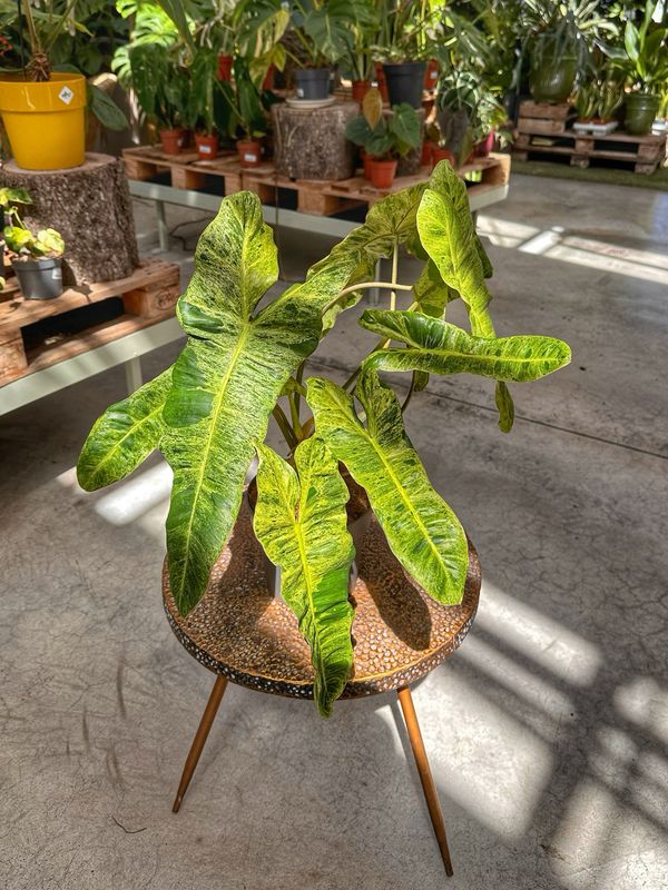 Philodendron paraiso verde vaso cm 17