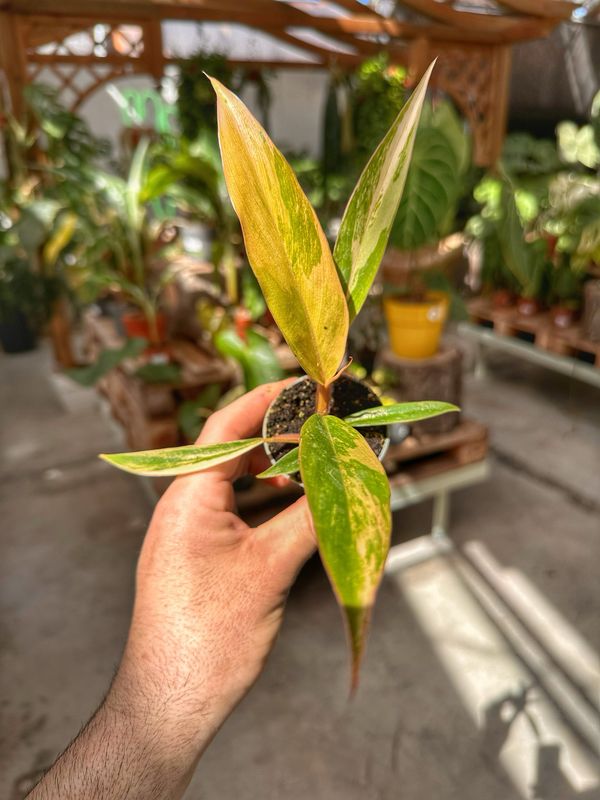 Philodendron caramel marble vaso cm 5,5