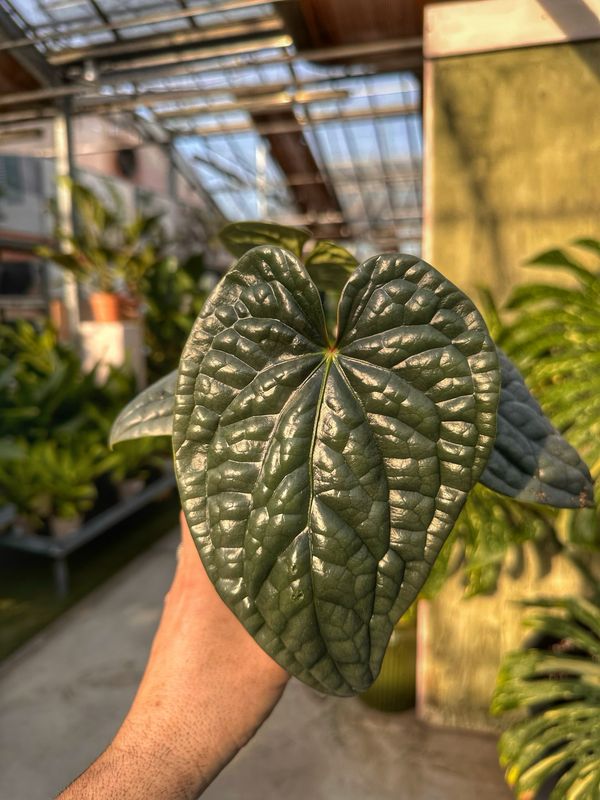 Anthurium luxurians M vaso cm 12