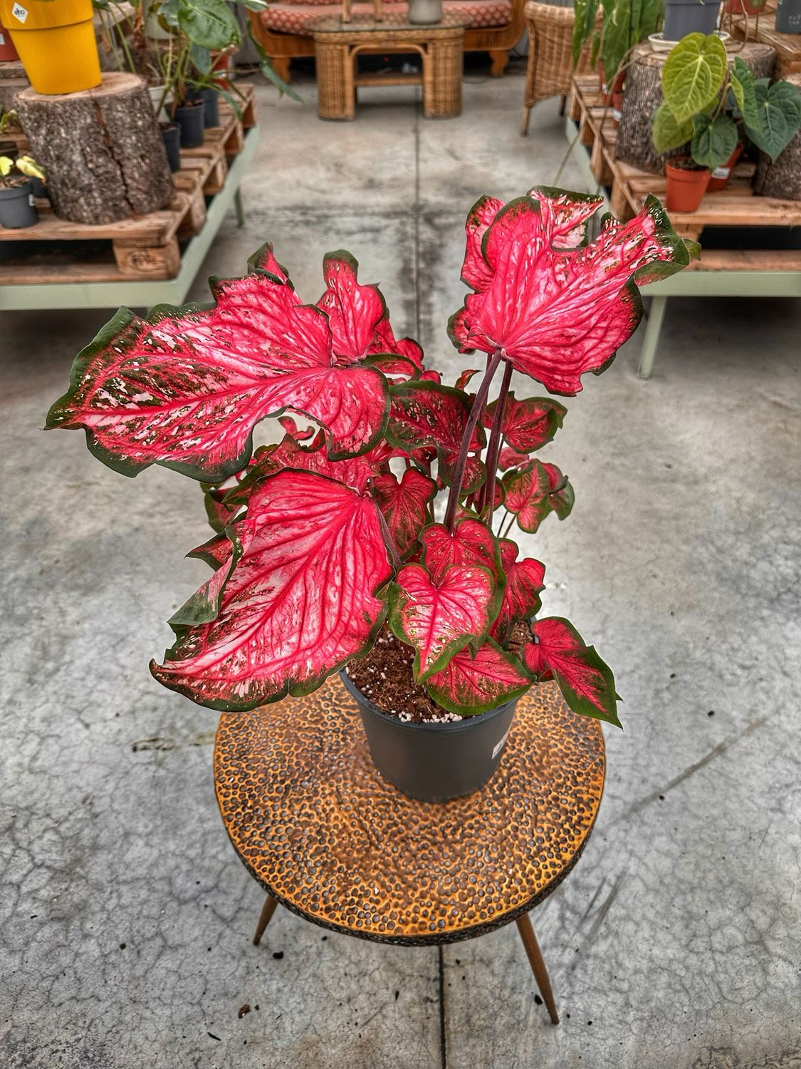 Caladium pink Panther vaso cm 21