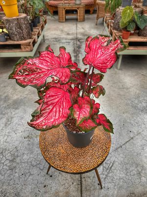 Caladium pink Panther vaso cm 21