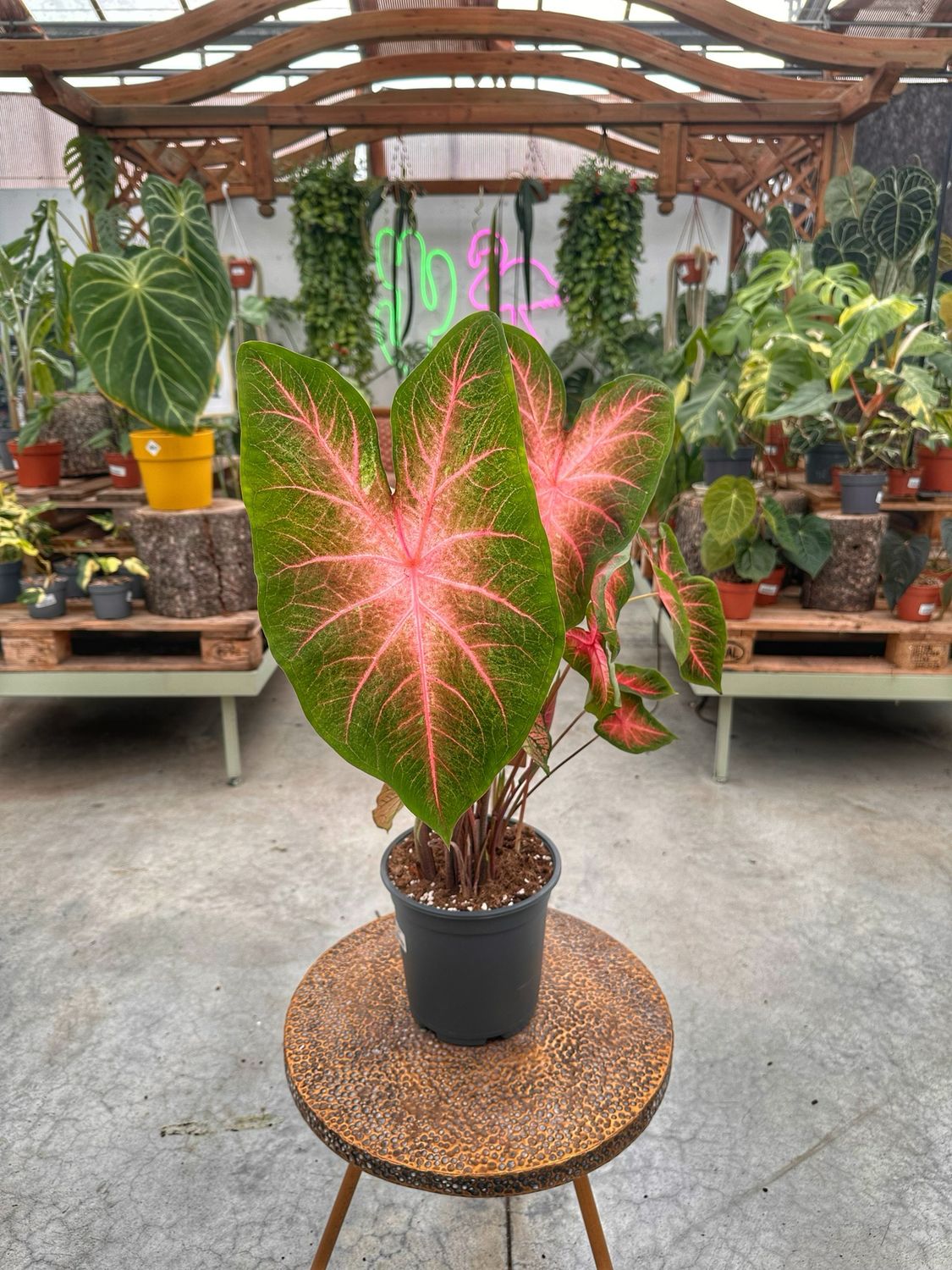 Caladium kathleen roze vaso cm 21