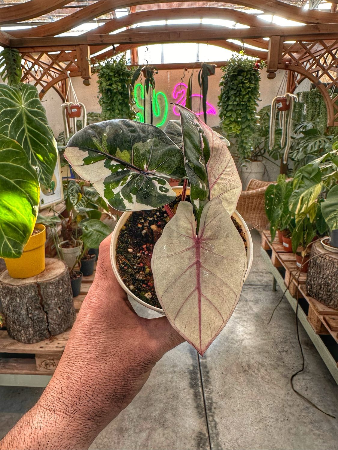 Alocasia serendipity variegata vaso cm 11