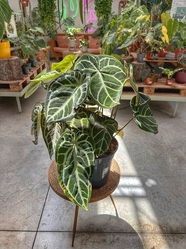 Anthurium crystallinum super XXL vaso cm 24