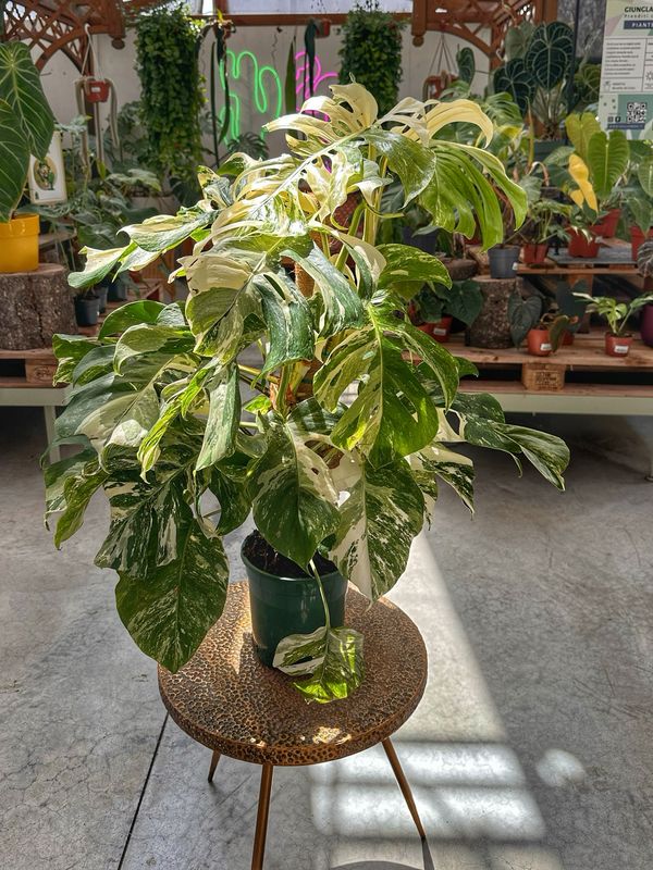 Monstera albo extra variegata vaso cm 21 altezza 100 cm