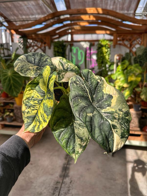 Alocasia Dragon scale variegata L vaso cm 12