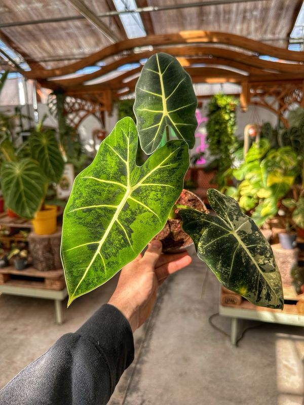 Alocasia frydek aureovariegata vaso cm 14