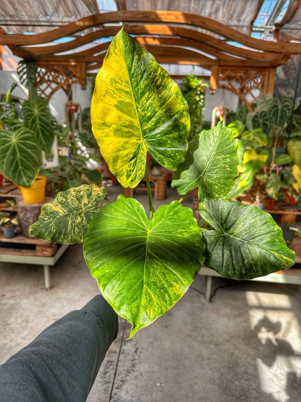 Alocasia gageana aurea vaso cm 17