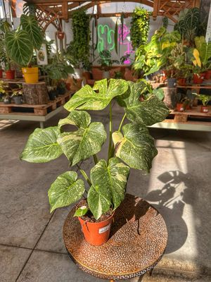Monstera thai constellation new genetics vaso cm 15