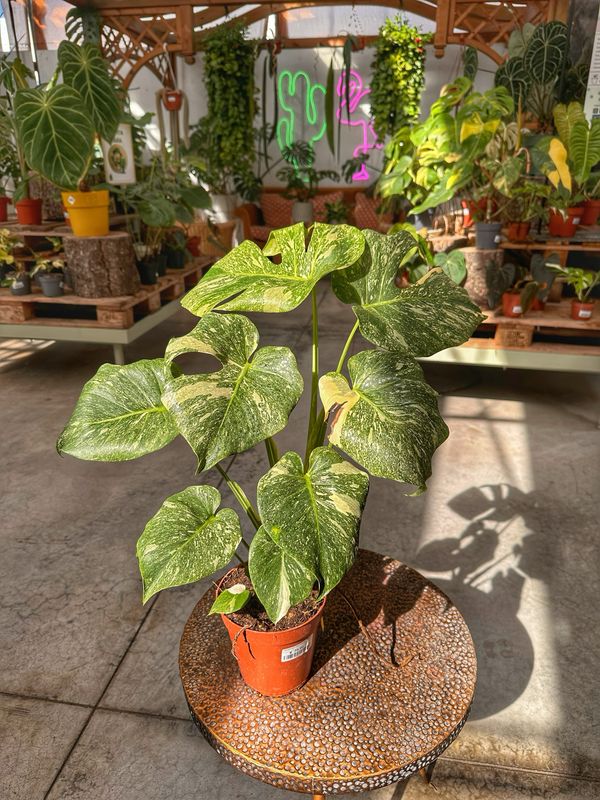 Monstera thai constellation new genetics vaso cm 15