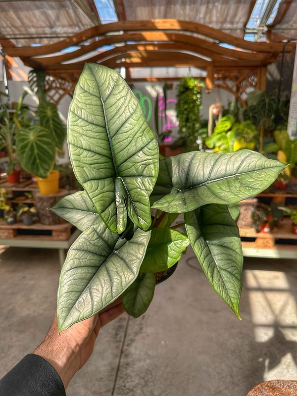 Alocasia platinum vaso cm 14
