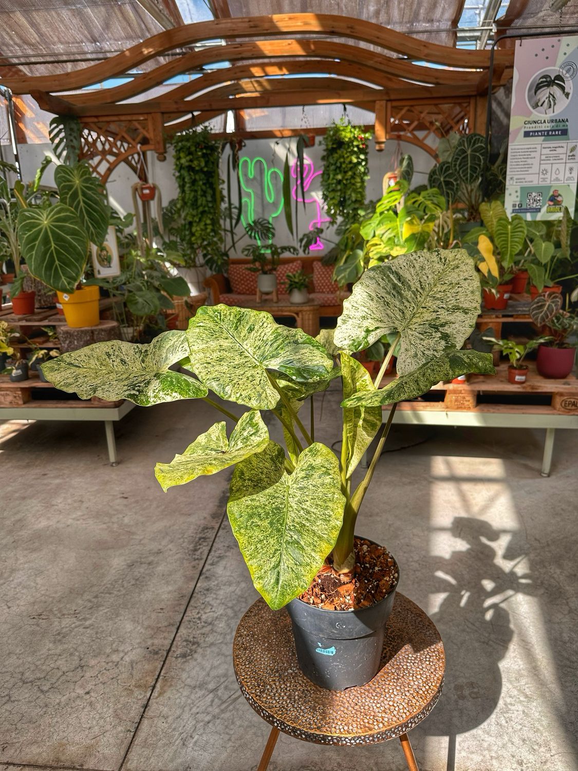 Alocasia machrorizza splash XXL vaso cm 23