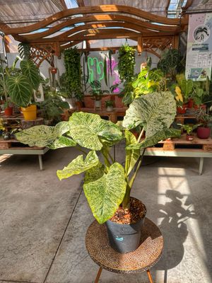 Alocasia machrorizza splash XXL vaso cm 23