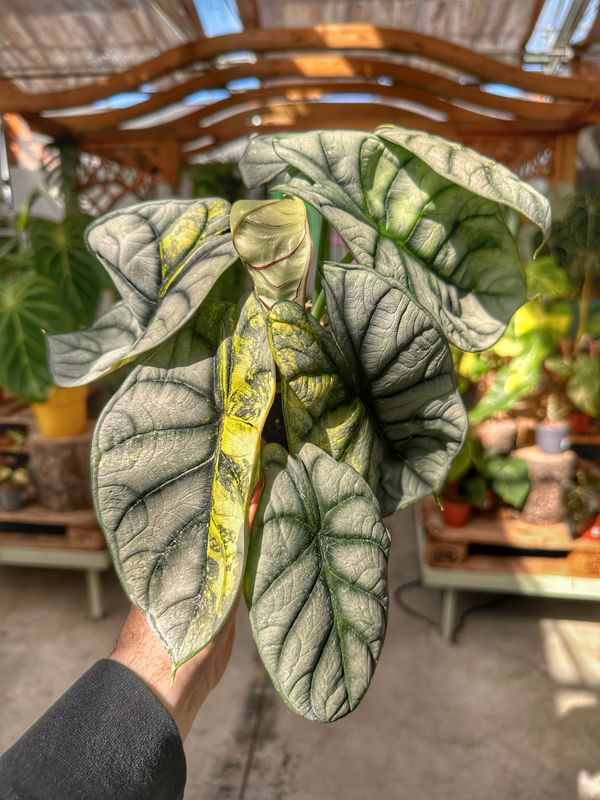 Alocasia silver dragon aureo variegata L vaso cm 12
