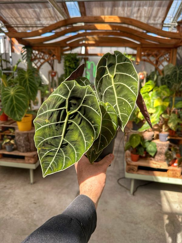 Alocasia watsoniana vaso cm 14