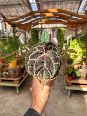 Anthurium Michelle docblock vaso cm 9