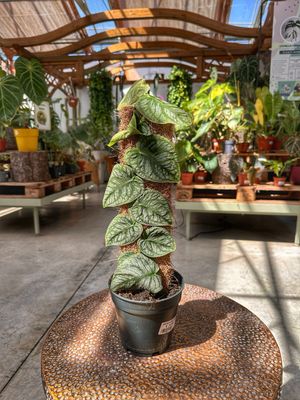 Monstera dubia vaso cm 14