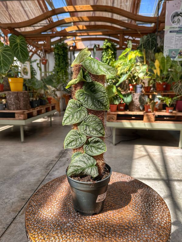 Monstera dubia vaso cm 14
