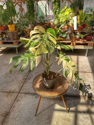 Monstera albovariegata super white vaso cm 17