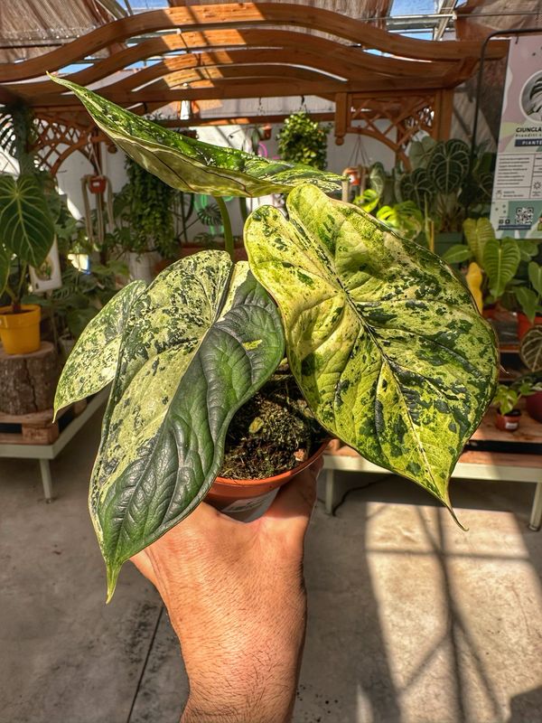 Alocasia Dragon scale variegata