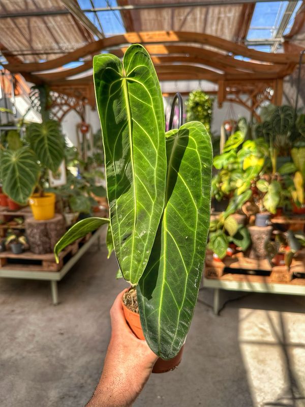 Anthurium warocqueanum vaso cm 13