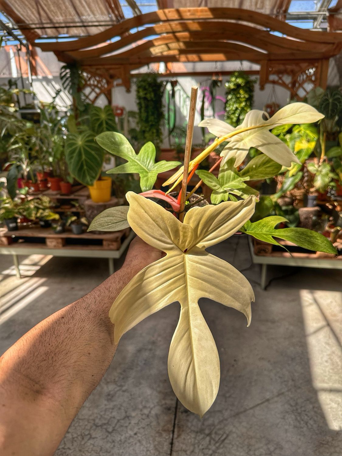 Philodendron Florida ghost vaso cm 14