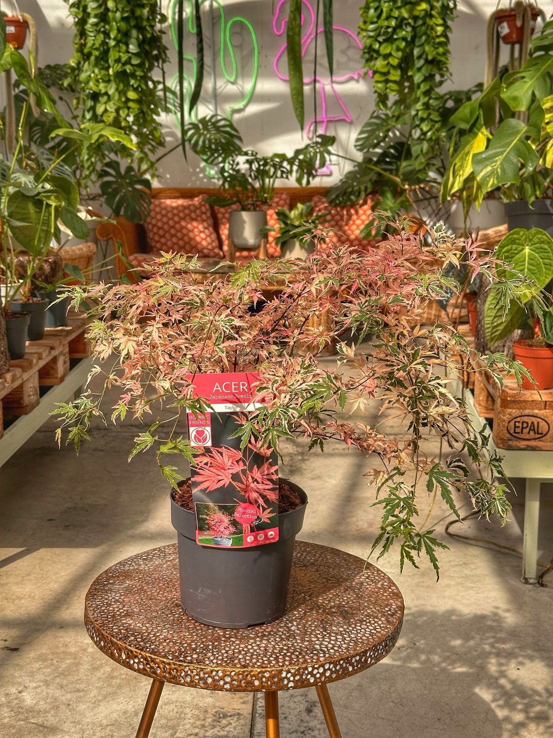 Acero taylor vaso cm 19