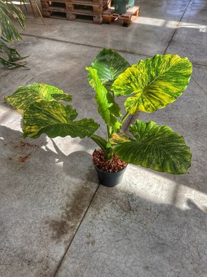 Alocasia gageana aurea L vaso cm 24