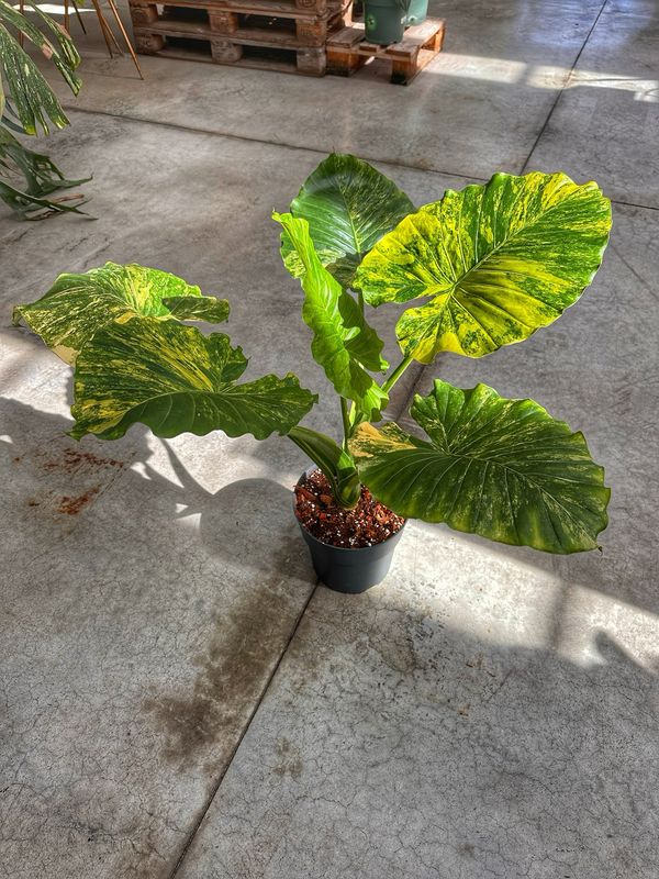 Alocasia gageana aurea L vaso cm 24