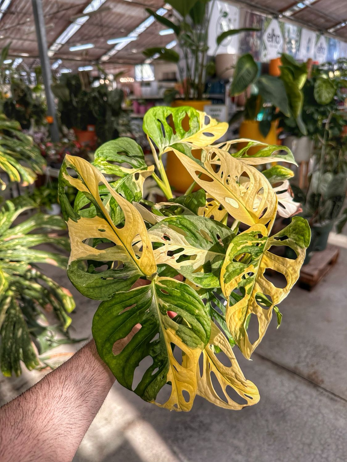 Monstera adansonii japanese tricolour vaso cm 14