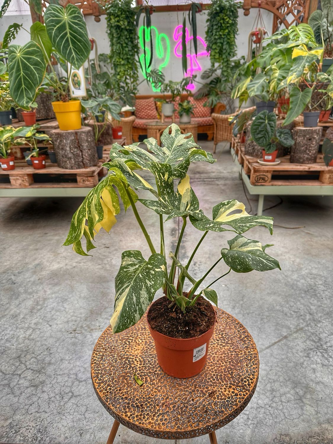 Monstera thai constellation M vaso cm 17