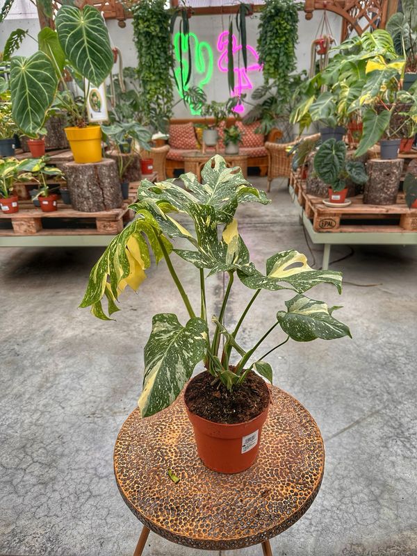 Monstera thai constellation M vaso cm 17
