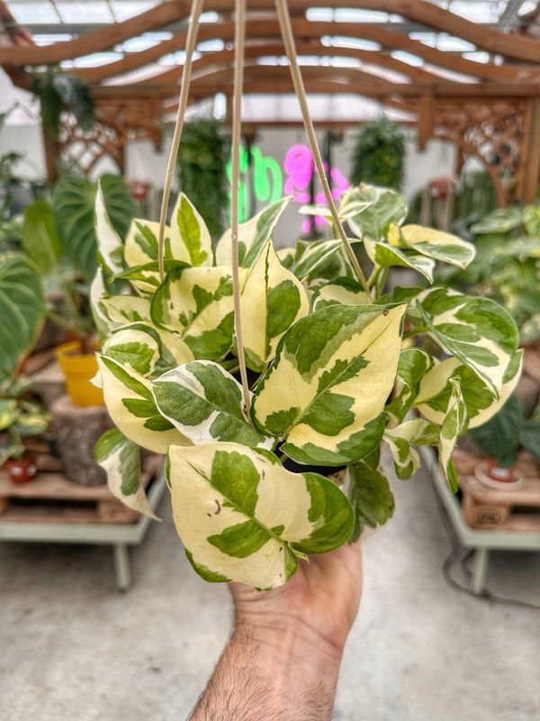 Pothos njoy vaso cm 14
