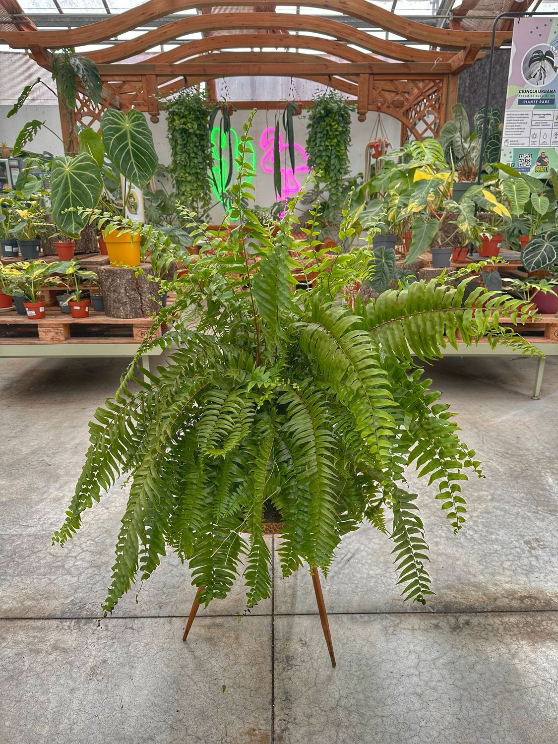 Nephrolepis macho vaso cm 24