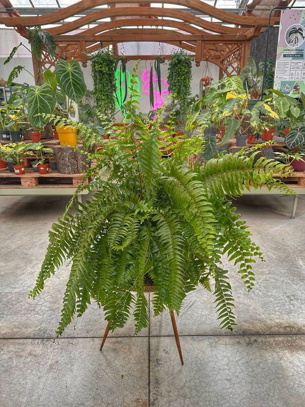 Nephrolepis macho vaso cm 24