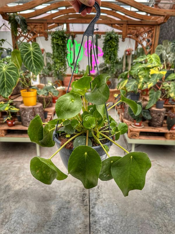 Pilea L vaso cm 20