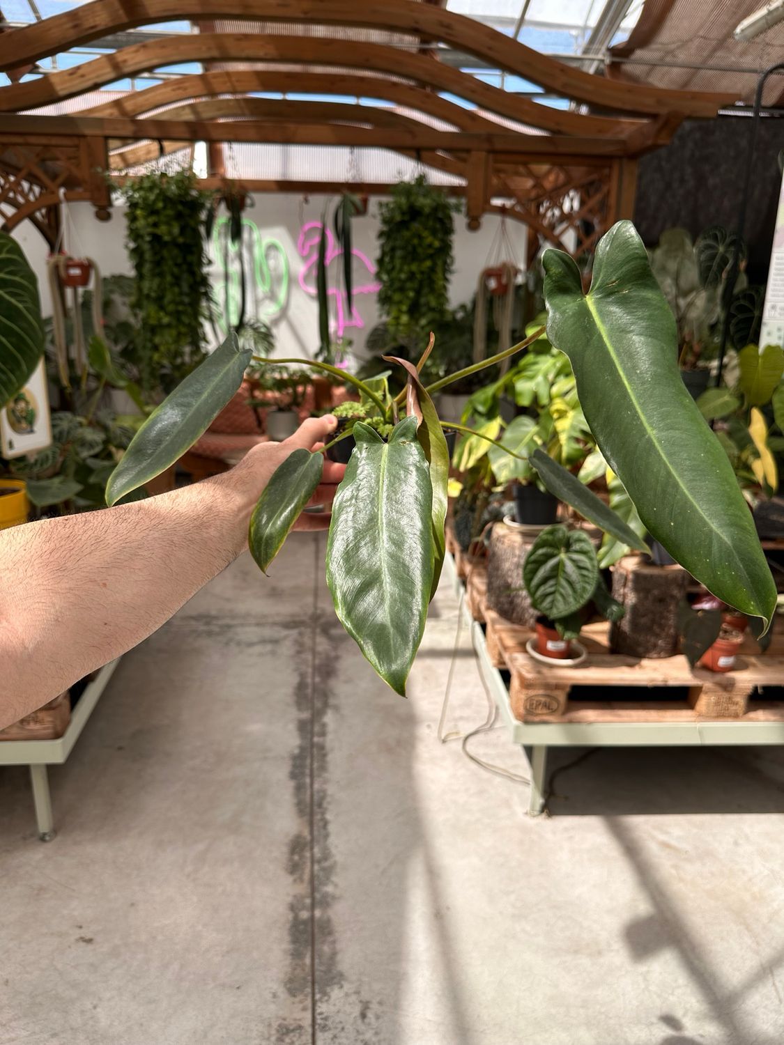 Philodendron spiritus sancti vaso cm 14