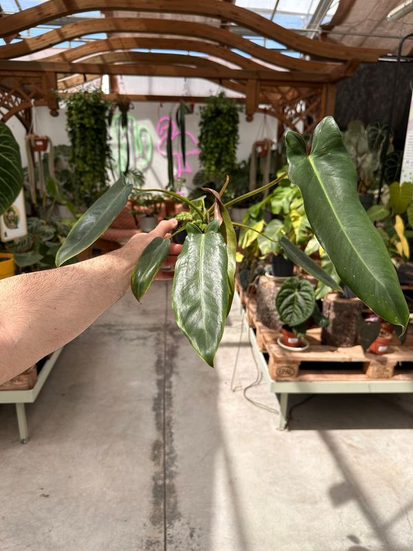 Philodendron spiritus sancti vaso cm 14