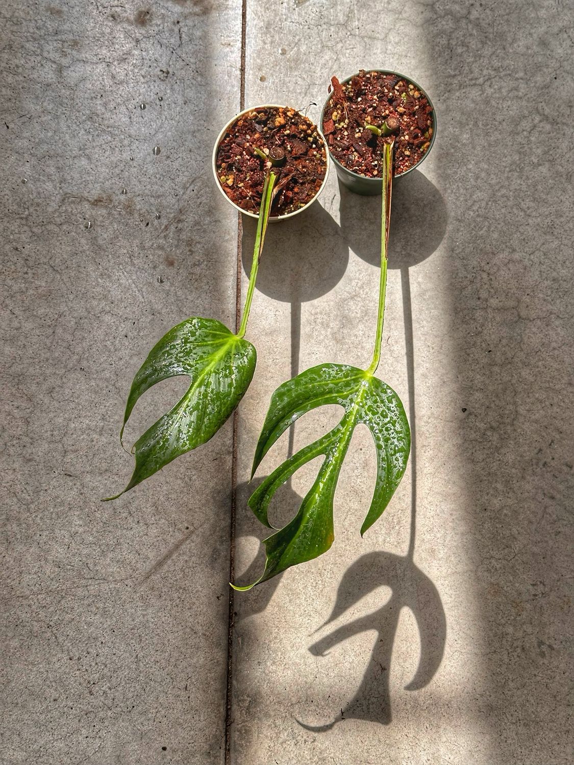 Monstera burle Marx flame vaso cm 13