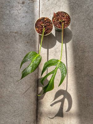 Monstera burle Marx flame vaso cm 13