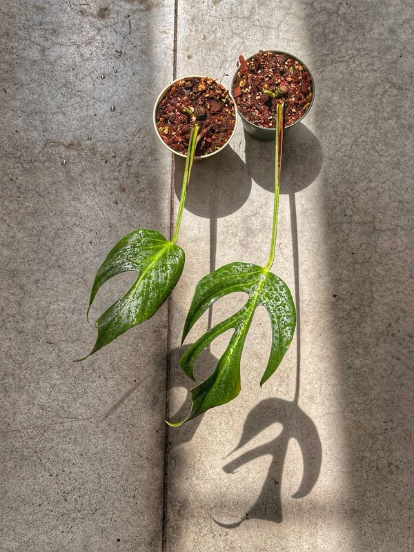 Monstera burle Marx flame vaso cm 13