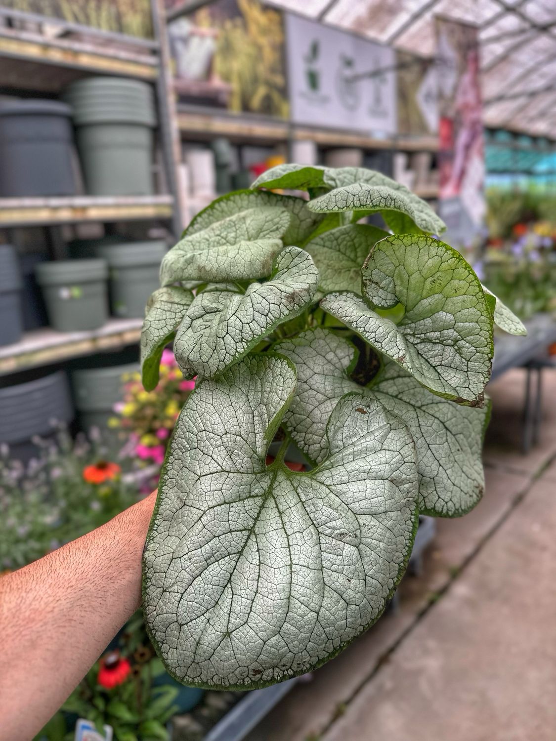Brunnera macrophylla silver heart vaso cm 19