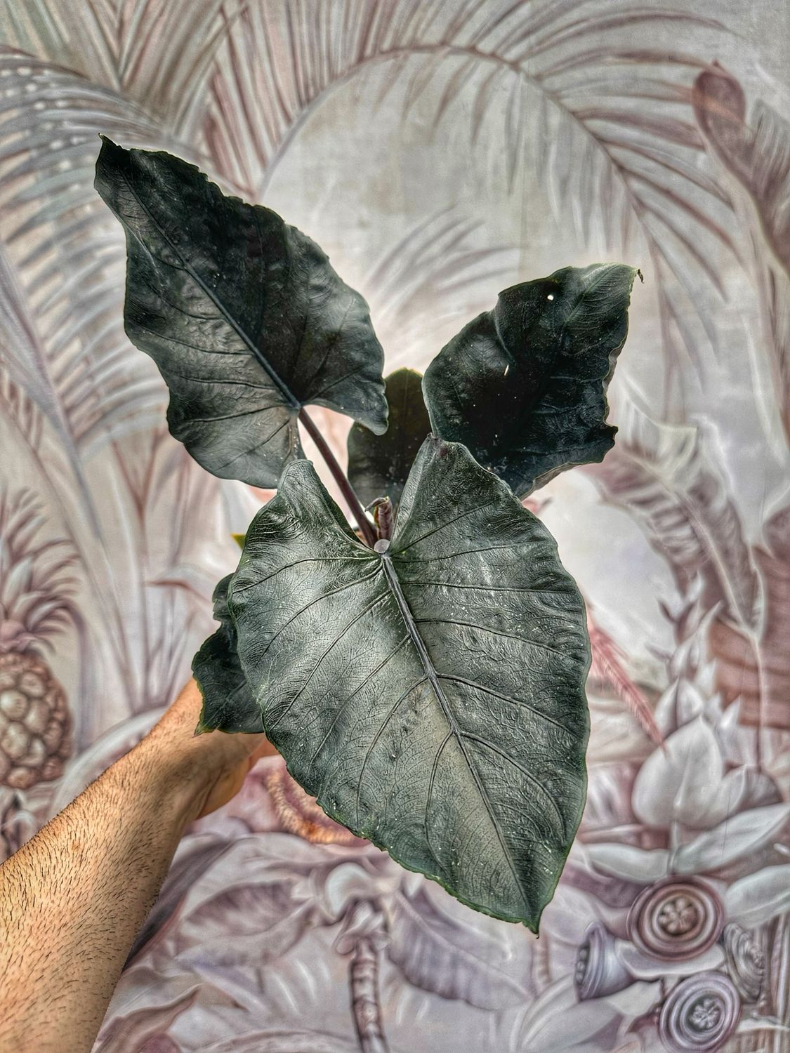 Alocasia Antoro Velvet vaso cm 14