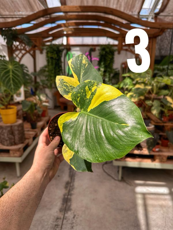 Monstera super aurea new cultivar vaso cm 12