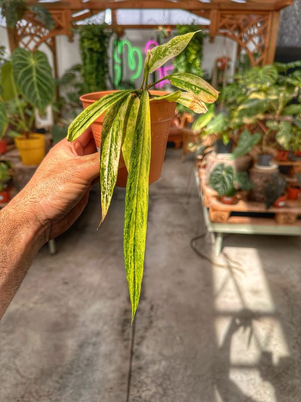 Anthurium Vittarifolium variegata vaso cm 11