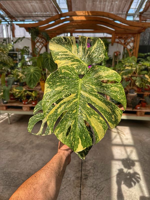 Monstera thai creme brulee vaso cm 12