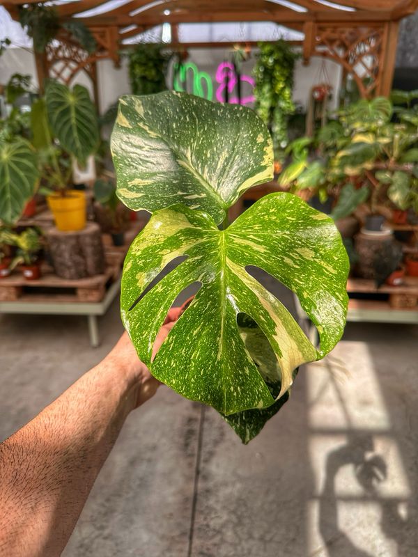 Monstera Thai constellation M extra variegata vaso cm 10,5