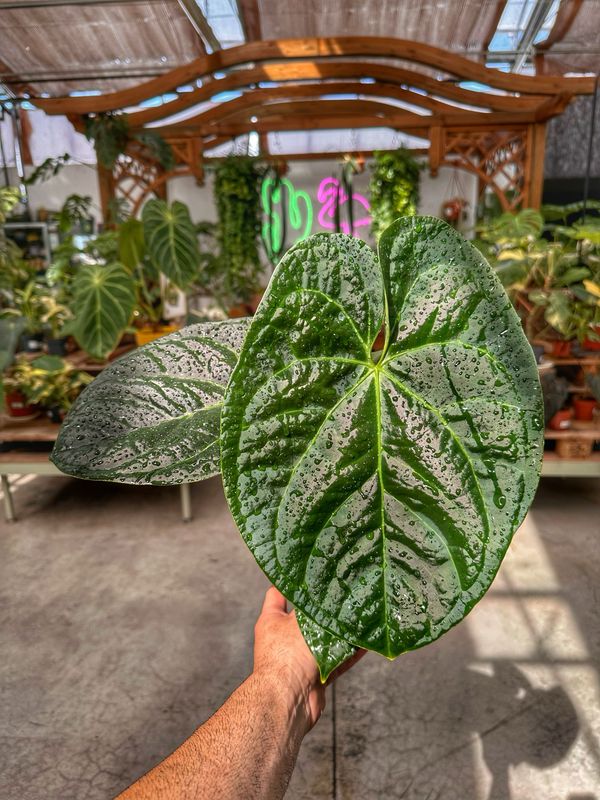 Anthurium silver blush X luxurians vaso cm 12