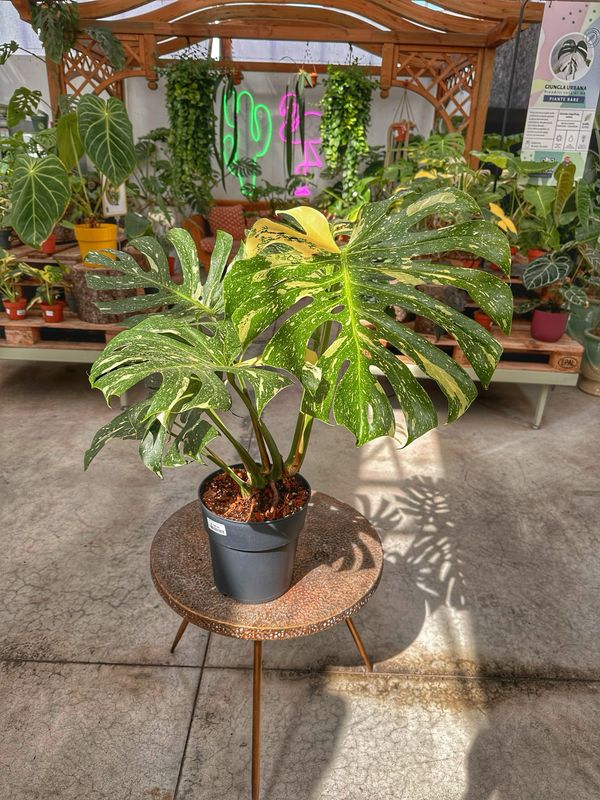 Monstera thai constellation qualità extra vaso cm 23 numero 2